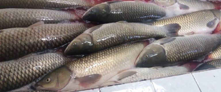 ECOPEIXE define locais para venda de peixe