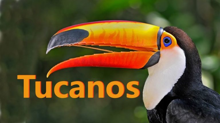 Está aberta a temporada de tiro ao tucano!