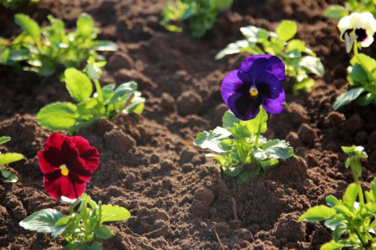 Flores de inverno enfeitam União da Vitória