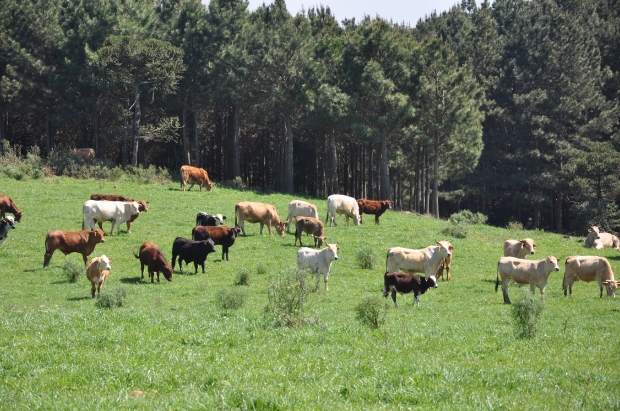 Além de frango e suíno, Santa Catarina conquista mercado de carne bovina