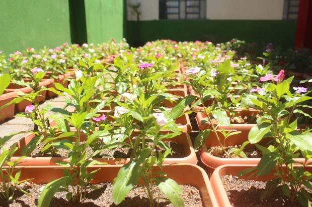 Santa Catarrina cria política de apoio à agricultura urbana