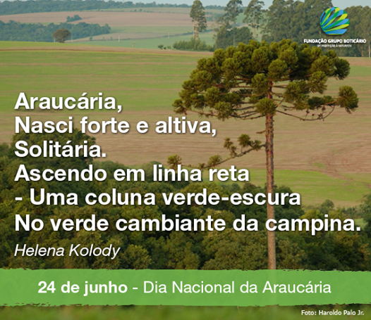 24 de junho – Dia da Araucária – A árvore símbolo do Paraná