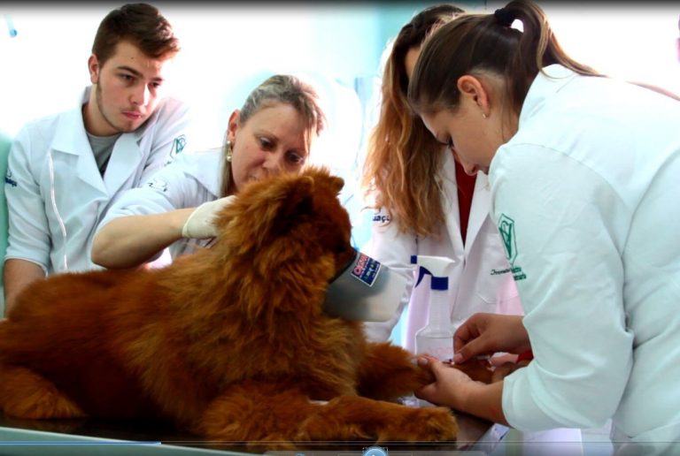 Clínica Veterinária da Uniguaçu recebe reformar para melhorar a qualidade pedagógica de atendimento à comunidade