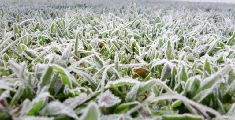 Amanhã o frio será intenso, com previsão de geadas no Sul, Centro-Sul paranaense e no Planalto Norte catarinense