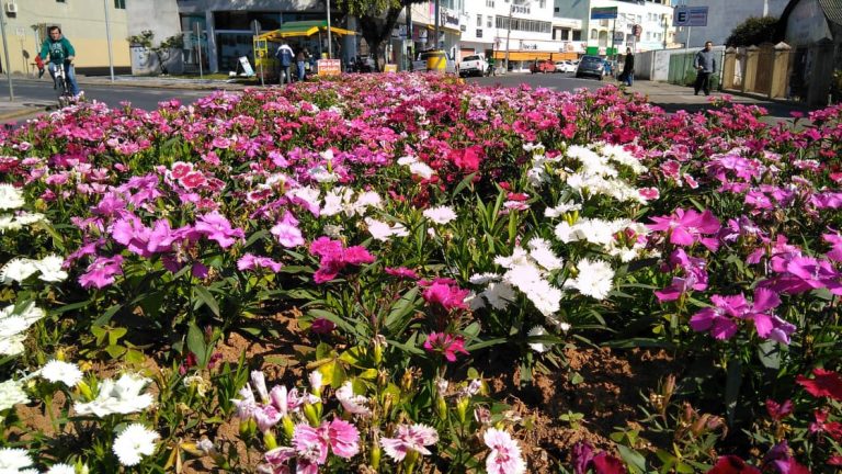 União da Vitória mais colorida com o plantio de flores especiais em pleno inverno