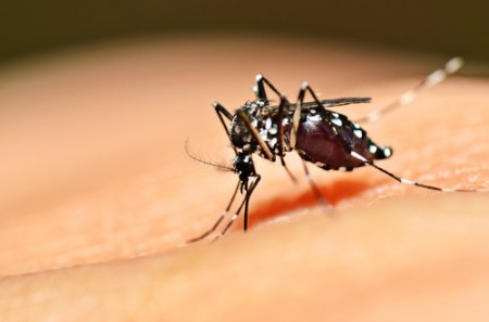 Porto União, lamentavelmente, está na relação dos municípios de Santa Catarina infestados pelo Aedes aegypti