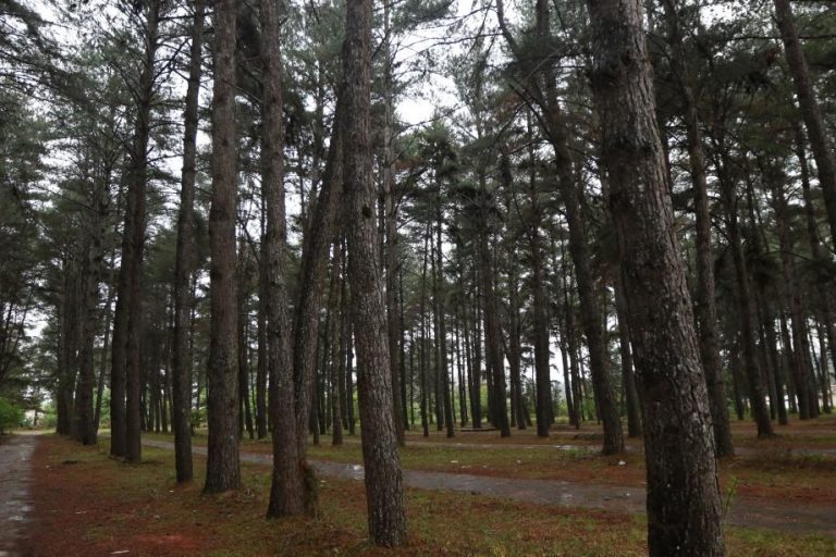 Paraná tem quase 10 milhões de hectares de florestas plantadas. A maioria no Sul e Sudeste do Estado