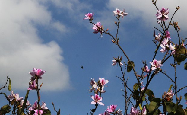 Primavera começa com dias frios e possível formação de geadas em Santa Catarina