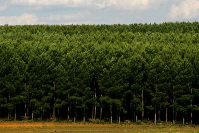 Assembleia Legislativa do Paraná (ALEP) aprova lei que institui o Plano Estadual de Florestas Plantadas