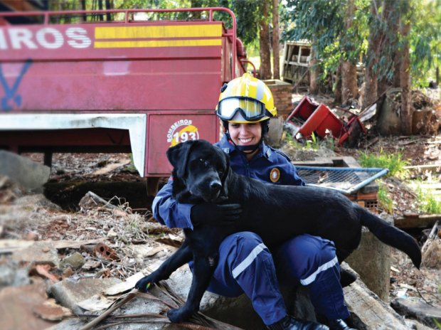 Os cães do Corpo de Bombeiros de Santa Catarina