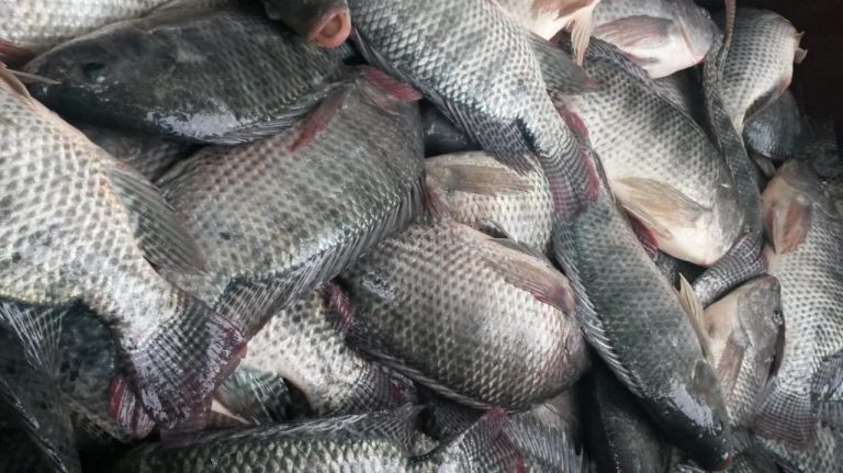 Nova feira semanal pretende incentivar produção e consumo de peixes em União da Vitória