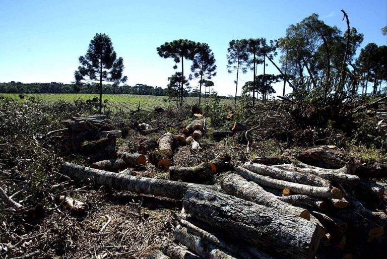 Polícia Ambiental e Força Verde aplicaram 930 autos de infração em 2019 e o Centro-Sul lidera