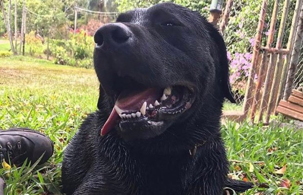 O adeus ao cão herói co Corpo de Bombeiros de Santa Catarina