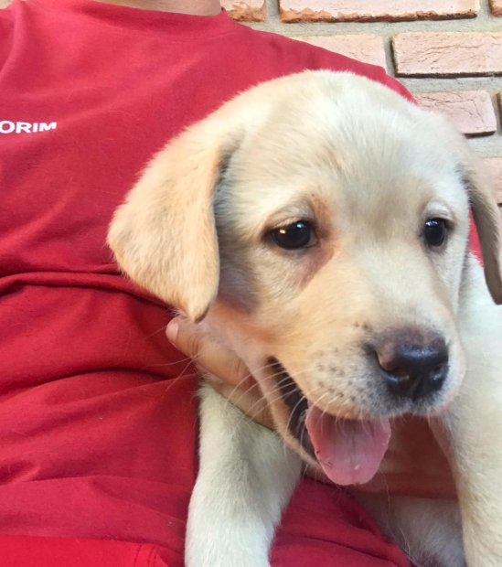 Moana, filhote do Corpo de Bombeiros de Santa Catarina, é escolhida por especialista em compromisso canino