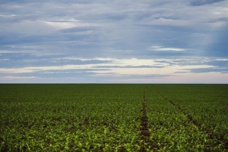 Anvisa aprova marco regulatório dos agrotóxicos