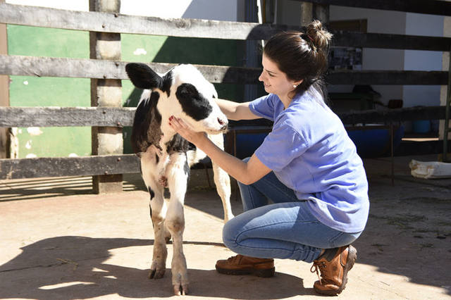 Governo do Paraná autoriza concurso público para contratação de veterinários e de técnicos agrícolas