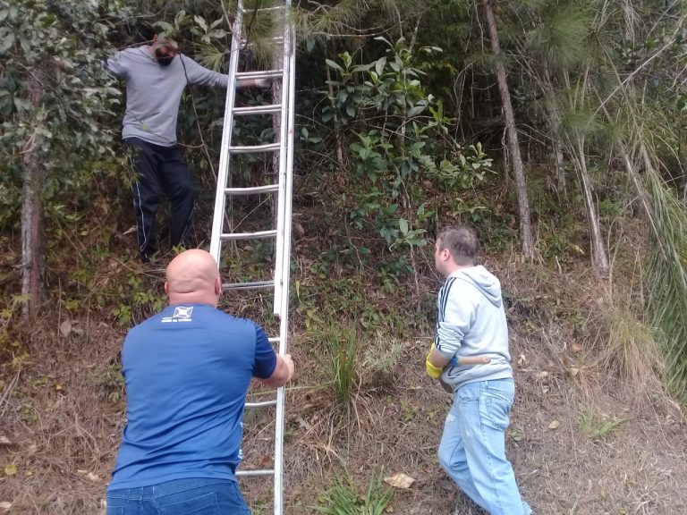 Alerta contra a febre amarela em União da Vitória: macaco é encontrado morte em Vila Zulmira