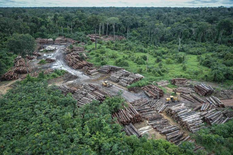 88% dos brasileiros acham preocupante desmatamento da Amazônia