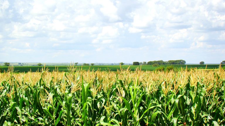 FECAM aponta grandes prejuízos para a agricultura catarinense com a retirada dos incentivos fiscais