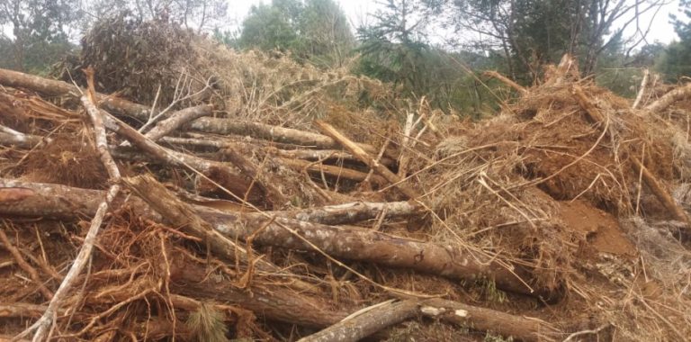 688 hectares de floresta devastada ilegalmente no Paraná e multas de mais de R$ 6 milhões