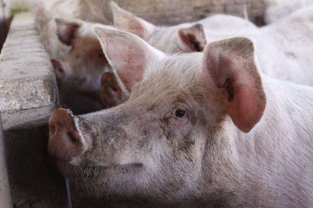 Santa Catarina amplia exportação de carne suína para a China