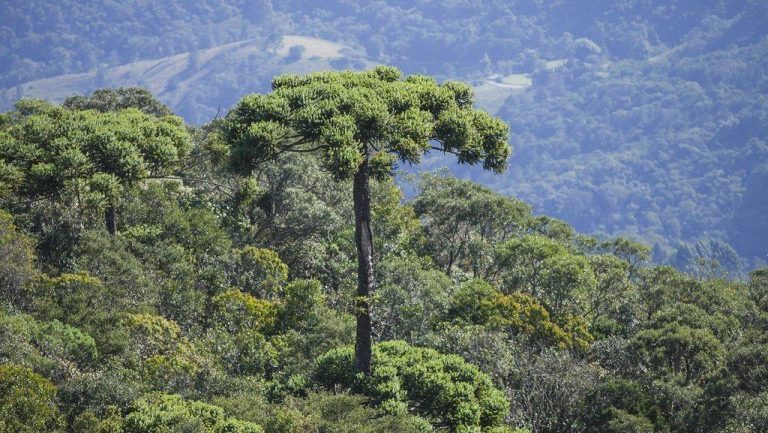 Exploração e mudanças climáticas podem levar a Araucária – árvore símbolo do Paraná – à extinção até 2070