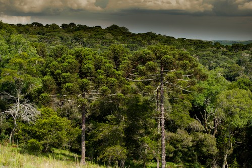 Araucária, a árvore símbolo do Paraná está ameaçada de extinção