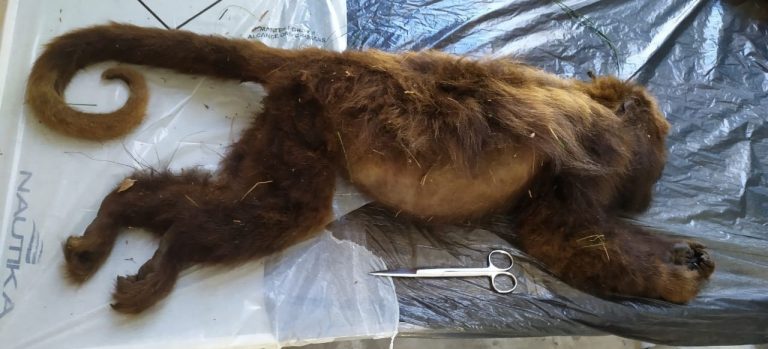 Encontrado macaco morto no interior de Porto União