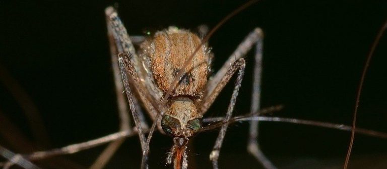 Pesquisadores descobrem parente do chikungunya