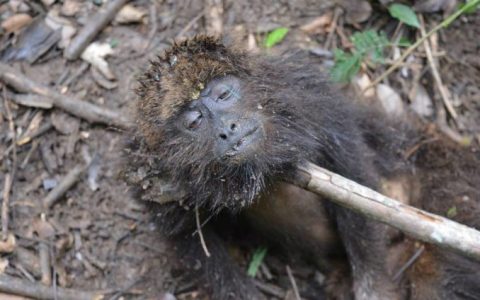 64 macacos mortos suspeitos de febre amarela preocupa a Saúde Pública em Santa Catarina