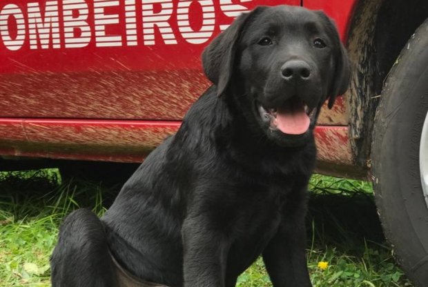 Sazuke chega para completar a nova geração de filhotes do Corpo de Bombeiros de Santa Catarina