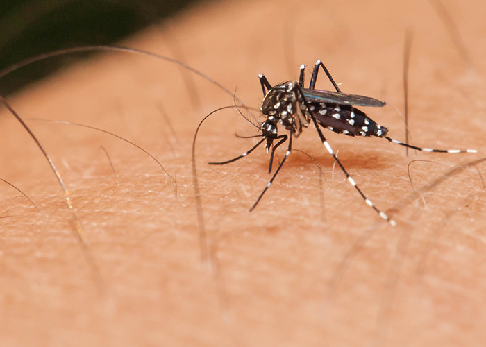 99 pessoas já morreram por dengue no Paraná e passam de 88 mil os casos confirmados