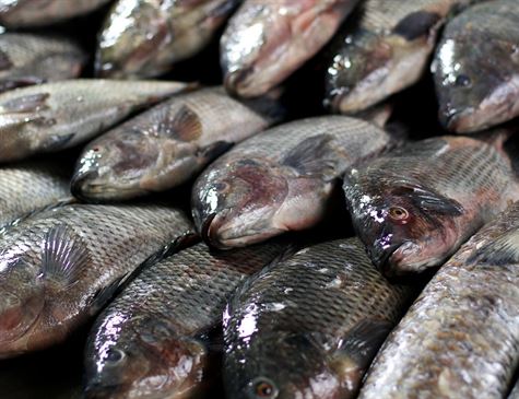 Já começou a Feira do Peixe em União da Vitória