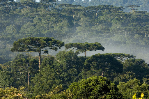 27 de Maio é o Dia da Mata Atlântica e tem alerta do Ministério Público de Santa Catarina