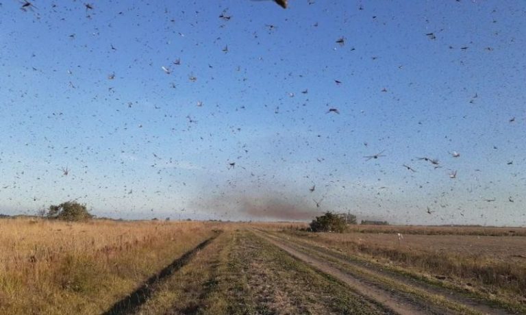 Biólogo diz que gafanhotos não devem chegar ao Oeste de Santa Catarina