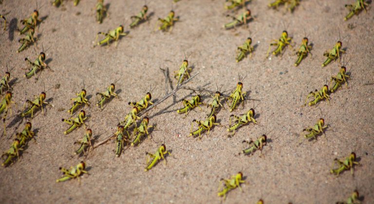 Nuvem de gafanhotos que pode atingir o Sul do Brasil está sendo acompanhada pela FAO