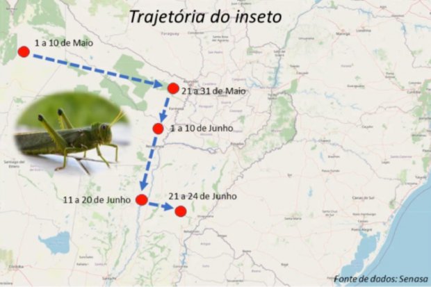 Governo de Santa Catarina monitora nuvem de gafanhotos na Argentina