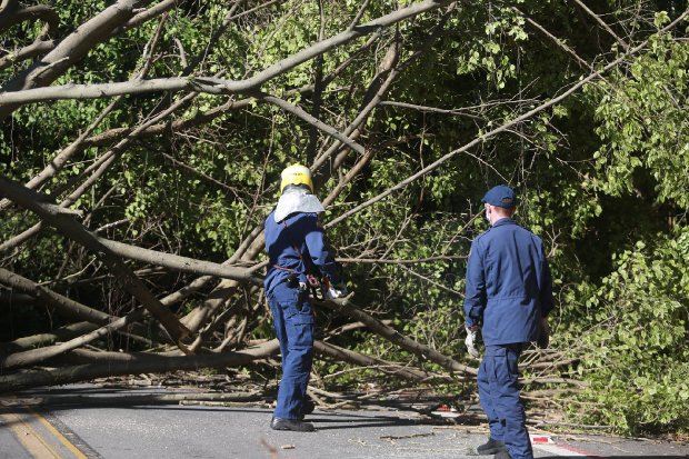 Madeiras de árvores derrubadas pelo ciclone em Santa Catarina podem ser aproveidas