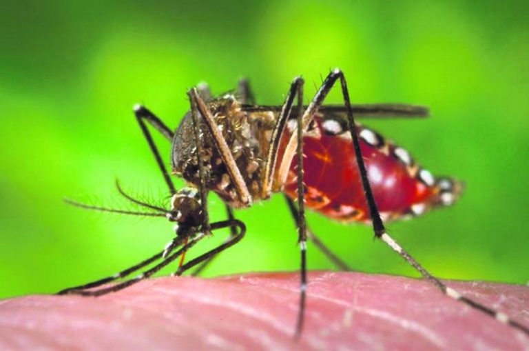 243 cidades do Paraná ainda estão estado de epidemia de Dengue