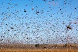 Nuvem de gafanhotos pode chegar no Rio Grande do Sul na quarta-feira