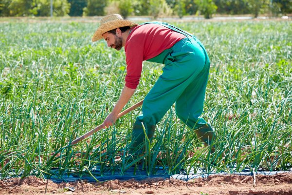 28 de julho – Dia do Agricultor!