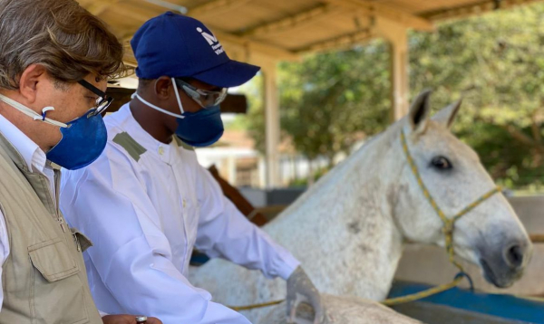 Soros para cavalos têm anticorpos potentes para covid