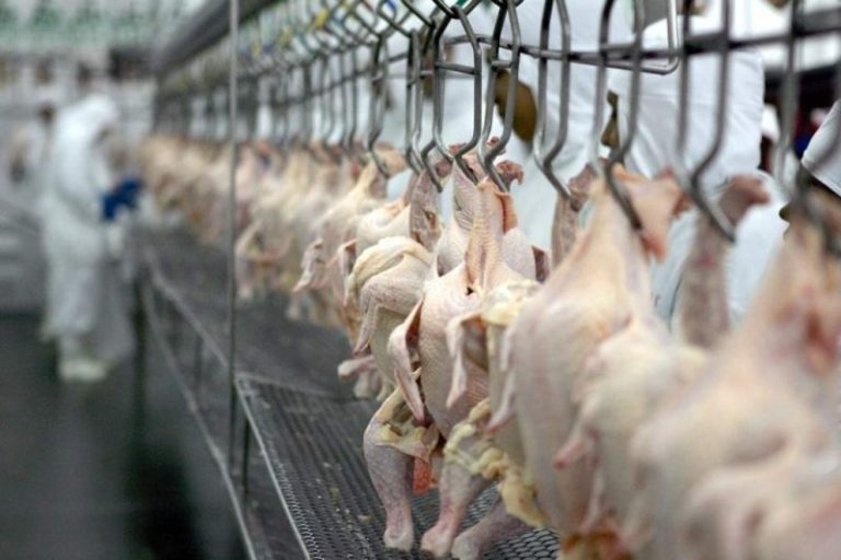 Associação Catarinense de Avicultura (AVAC) se defende sobre alegação de vírus na produção de aves