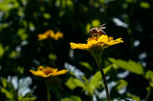 22 de setembro. Já estamos na Primavera!