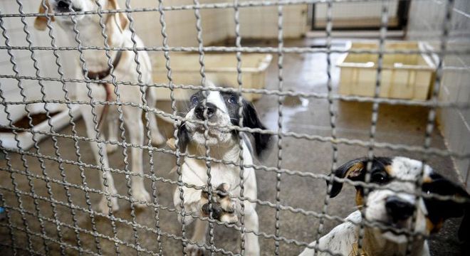 Senado deve votar nesta quarta-feira (09) aumento de pena para quem maltratar cães e gatos