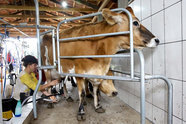 Preços do leite e derivados têm pequena queda no Paraná