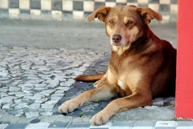 Governador de Santa Catarina sanciona duas leis que garantem mais direitos aos animais