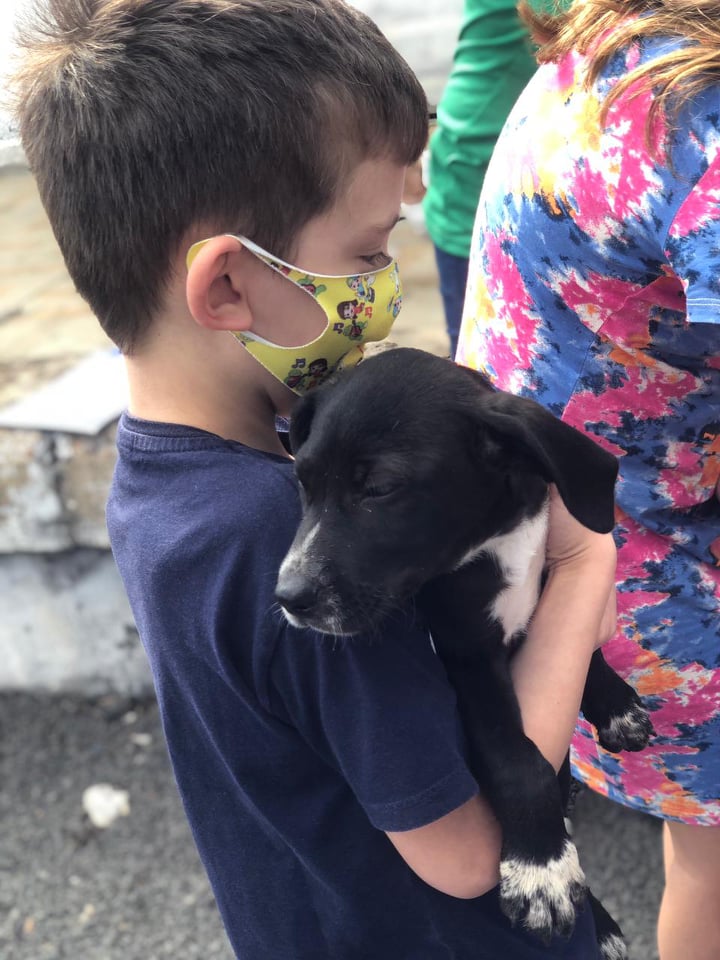 Feira de Adoção de animais em Porto União foi um sucesso