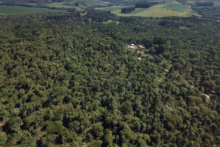 Paraná é o segundo maior produtor de florestas no Brasil