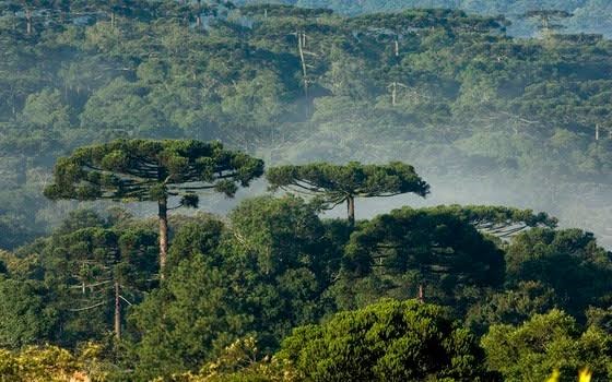 União da Vitória adquire duas Unidades de Conservação Ambiental